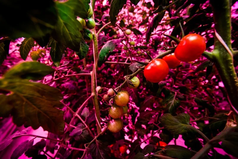 060719 Ham acres 03.jpeg