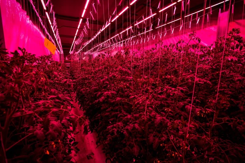 060719 Ham acres 19.jpeg