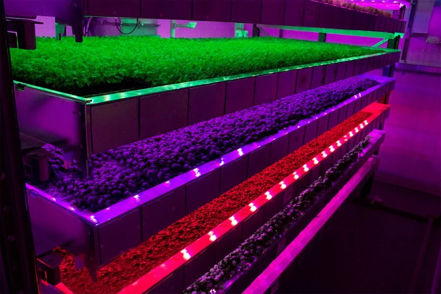 IGS-produce-grown-in-trays_1rsz.jpg