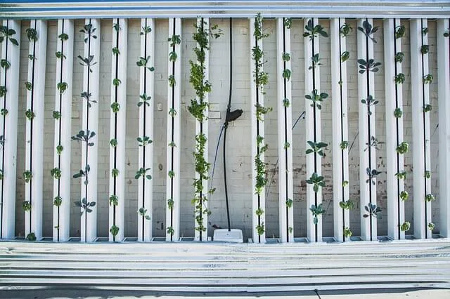 Best Practices For Vertical Farming: An Analysis of Pros And Cons
