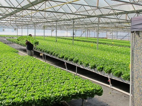 AQUAPONICS - GOOD DRY WEATHER.jpg
