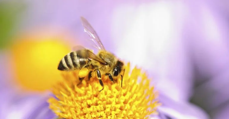 honeybee.jpg