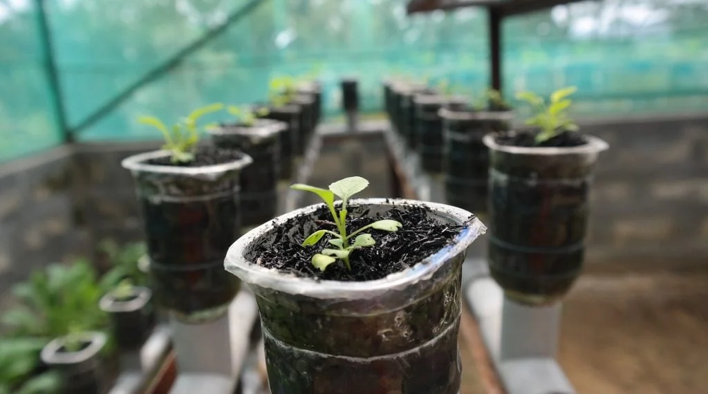 hydroponics-1024x570.jpg