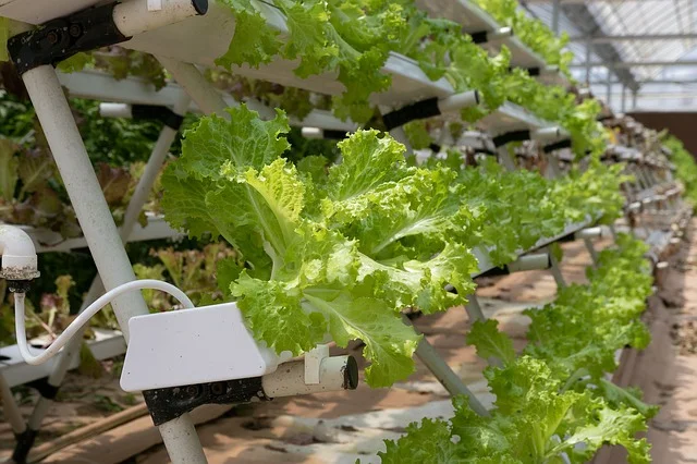 hydroponics-4255403_640.jpg