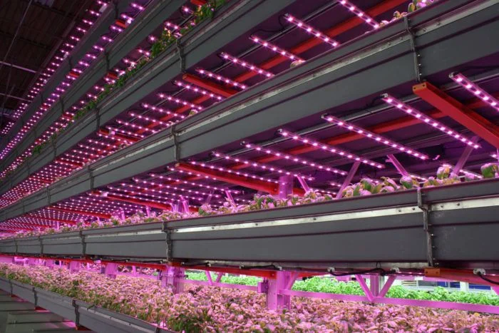An LED-lit indoor farming operation | Photo courtesy of Agritecture