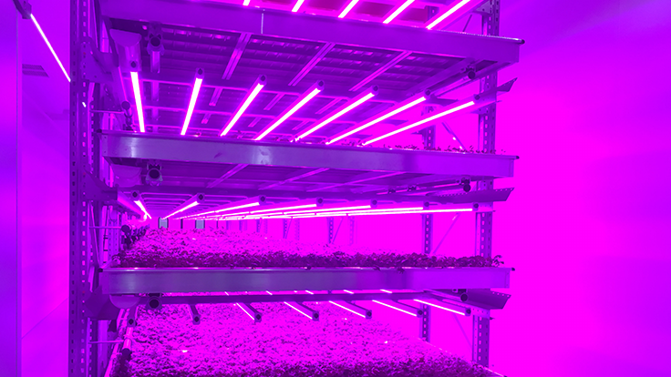 U.S.-Based Indoor Farms Say They Are Prepared To Scale Up