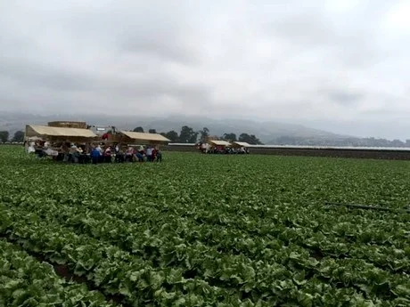 Coastline_lettuce_field.jpg