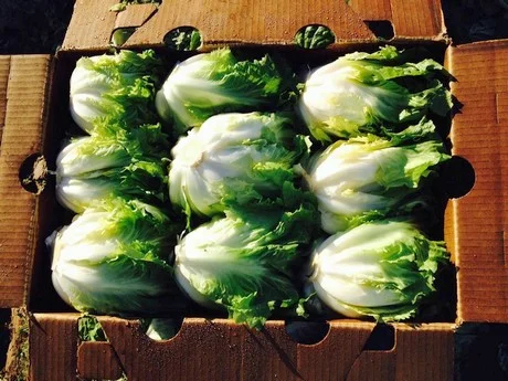 Coastline_lettuce_box.jpg