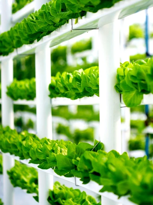 hydroponics.jpg