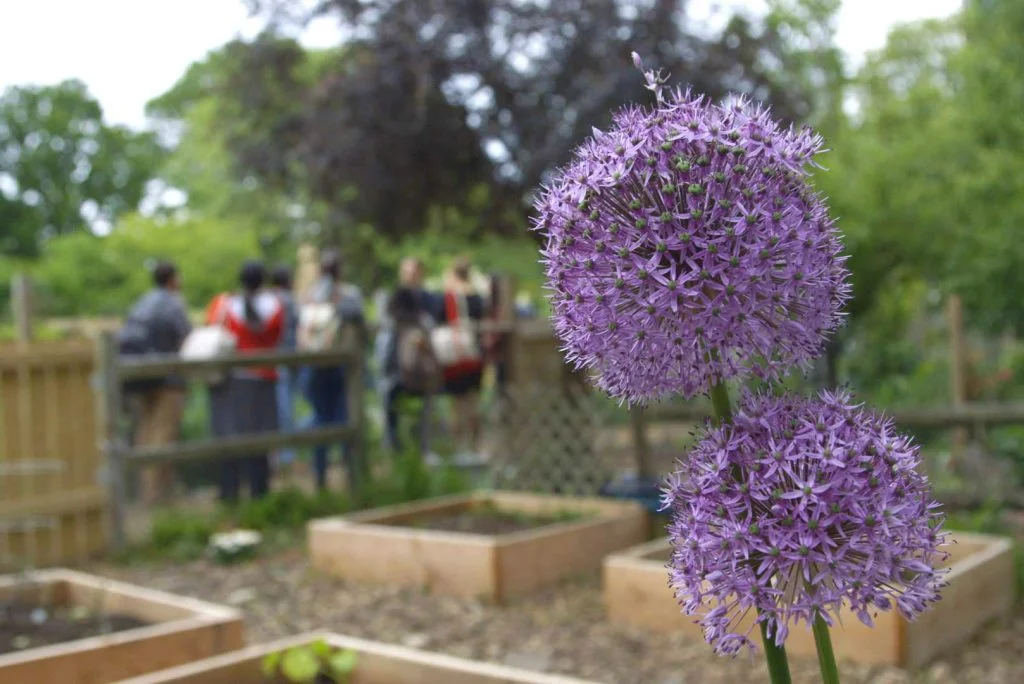 Urban Agriculture students touring the Fenway Victory Gardens, the nation’s oldest victory garden, to learn more about what people grow in their garden plots. Photo by Jason Kimball