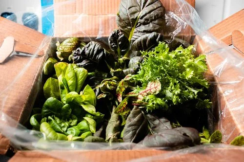 Hammock-Greens-Packaging-Open.jpg