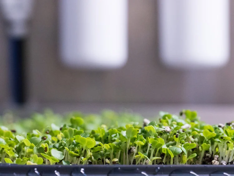 LGM_seedlings5.jpg