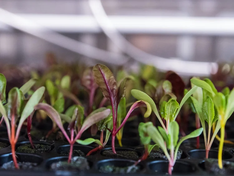 LGM_seedlings6.jpg