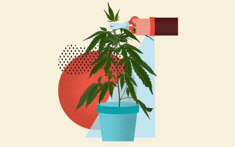 how-to-top-cannabis-plants_header-copy@2x-1-480x300.png