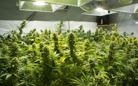 factors-that-impact-your-cannabis-strain-part-3-growing-technique-480x300.jpg