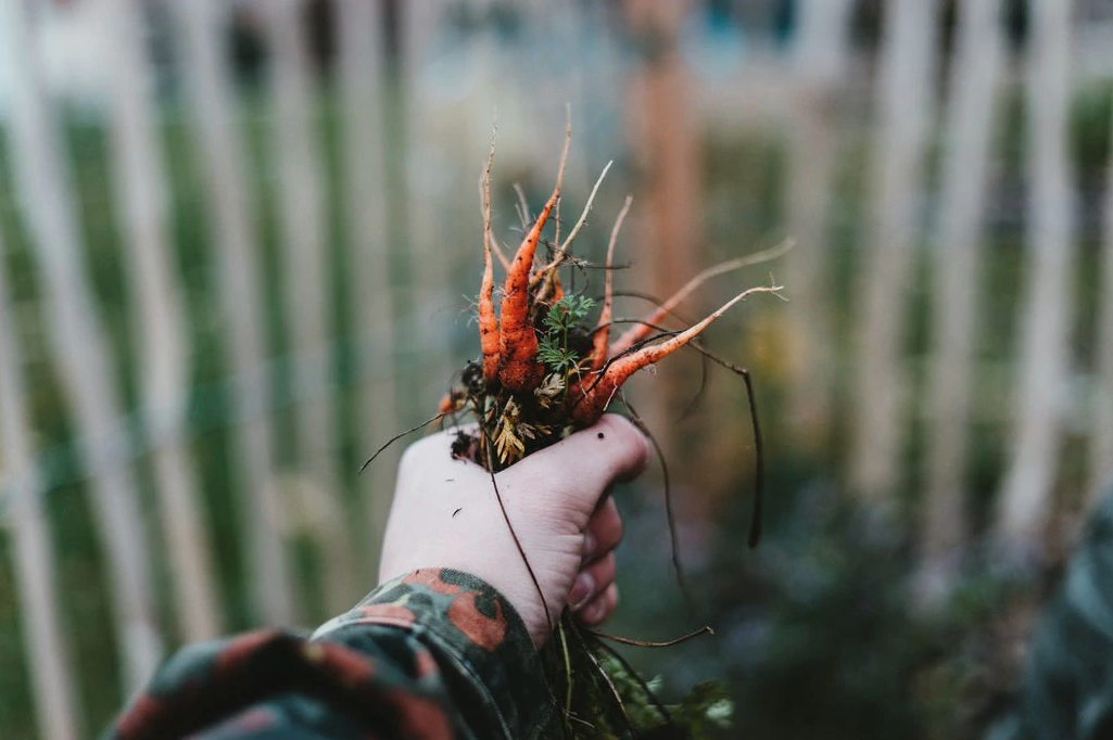 You can get your hands dirty no matter where you live.Julian Hochgesang via Unsplash