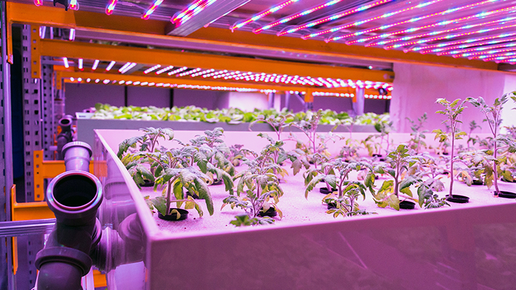 image_2019_07_25_aquaponics-stock.png