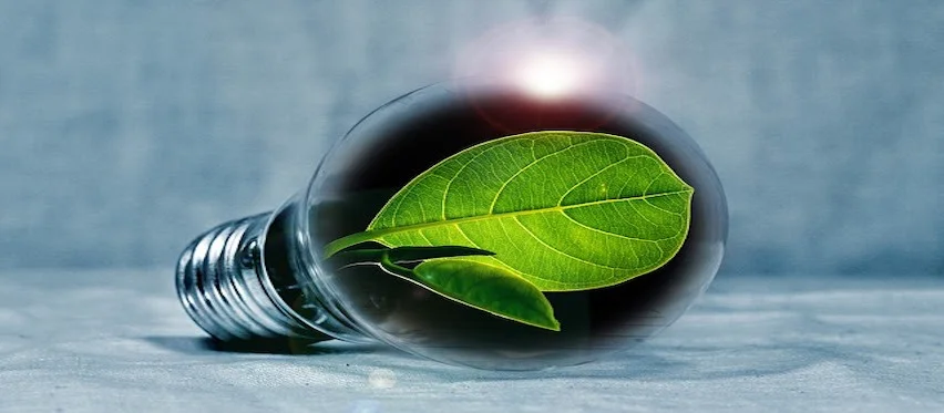 LEAF IN LIGHTBULB.jpg