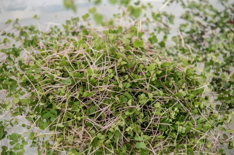 Screen Shot 2019-08-18 at 4.35.16 PM.png