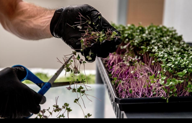 Screen Shot 2019-08-18 at 4.34.20 PM.png