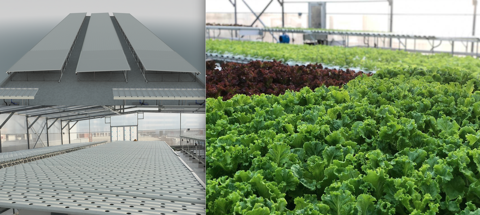 iGrow Pre-Owned-Indoor Vertical Farming News Archive-iGrow Pre-Owned