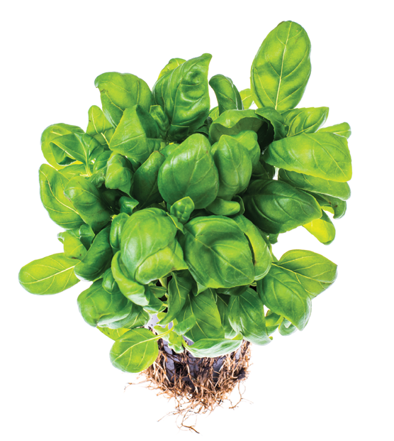 Fresh herbs and greens packaged with roots attached last two to three times longer than packaged fresh cut herbs — sometimes even longer.©ArtCookStudio | Adobe Stock