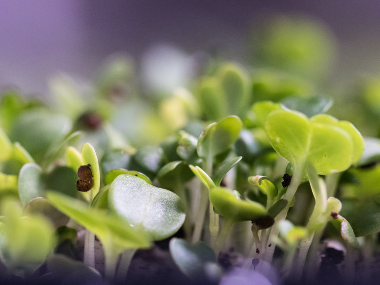 LGM_seedlings3.jpg