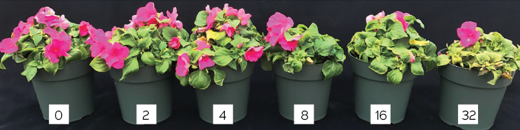 Fig. 1. Sensitivity of Petunia x hybrida to free chlorine in irrigation water. Plants were irrigated with 0, 2 and 4 ppm free chlorine with every irrigation. Chlorosis was observed at 4 ppm or greater.Photos courtesy of Rosa E. Raudales, Cora McGehee and Juan Cabrera