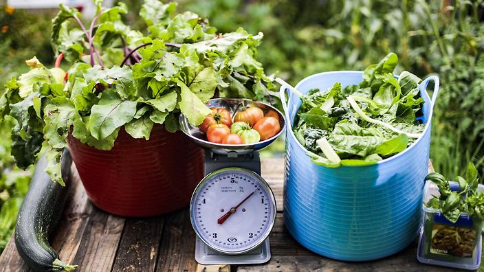 Produce grown in the urban farm in Port Melbourne. (William Hamilton-Coates)