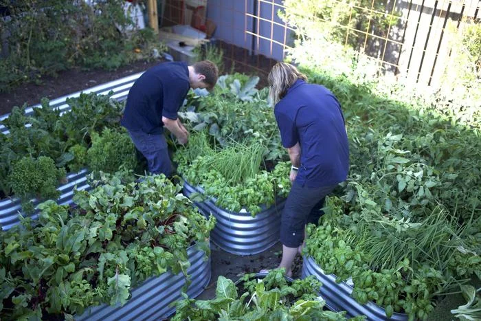 Volunteers work on the urban farm, spread across two car spaces in the Cirrus Fine Coffee parking lot in Melbourne. (Image: William Hamilton-Coates)