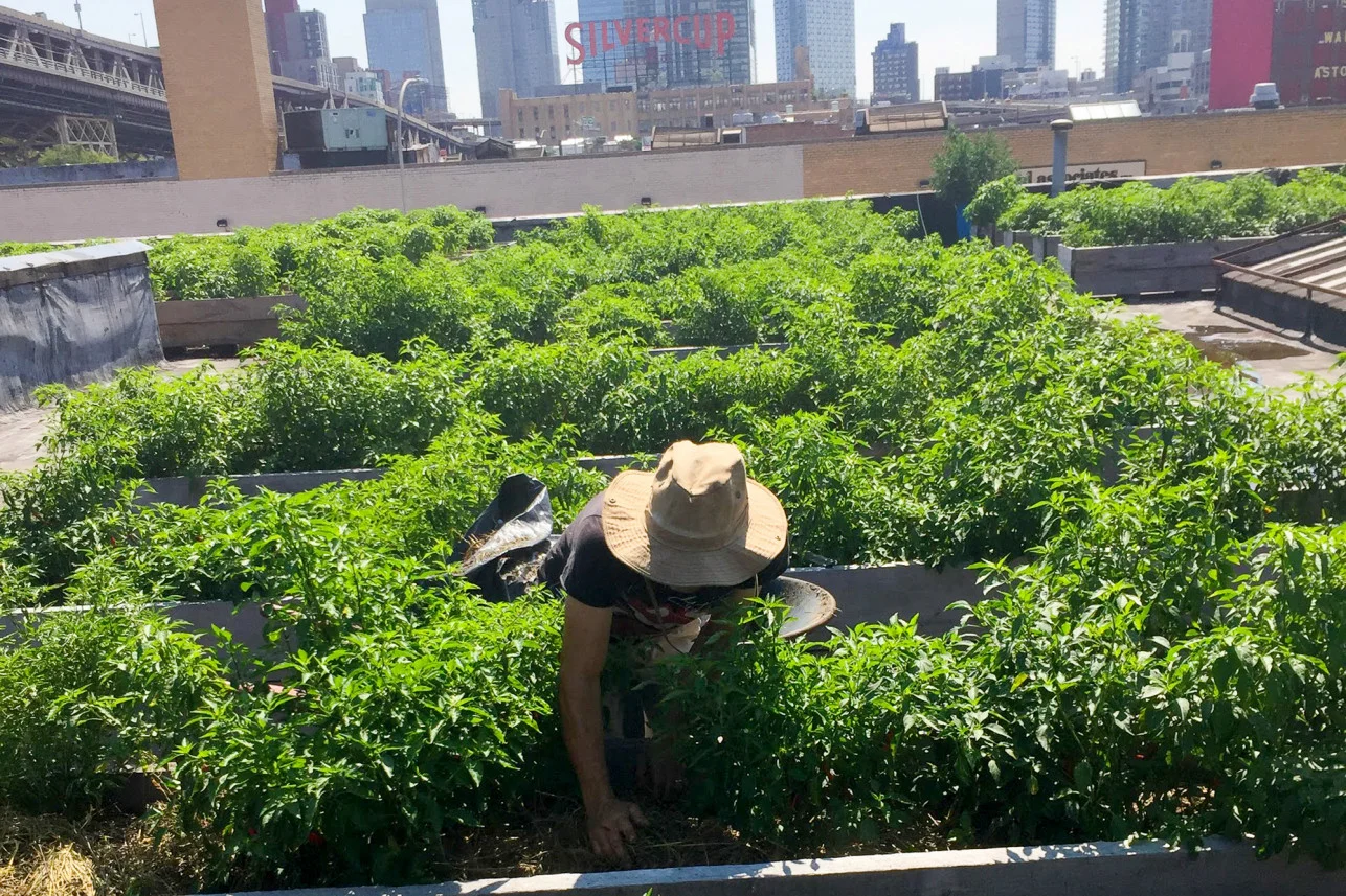 urban-farms-hellgate-1a.jpg