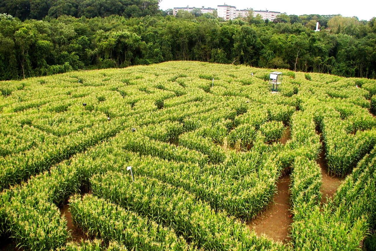 urban-farms-queens-county-museum-maze-1a.jpg