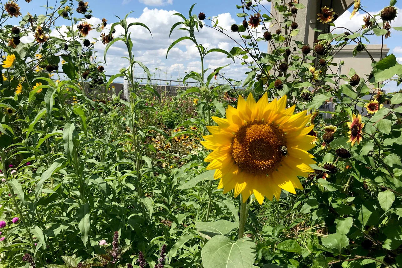 urban-farms-brooklyn-grange-sunflower-1a.jpg