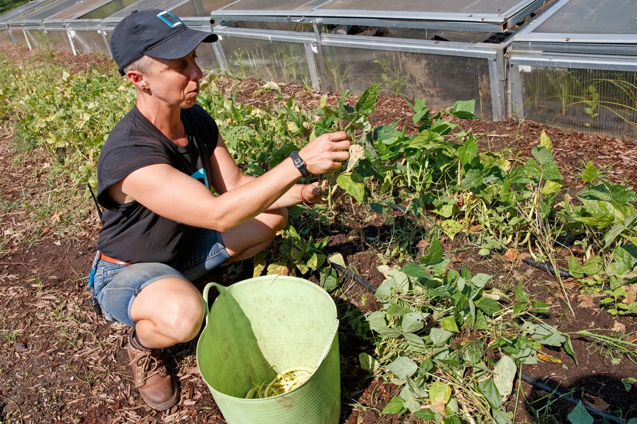 urban-farm-battery-beans-1a.jpg