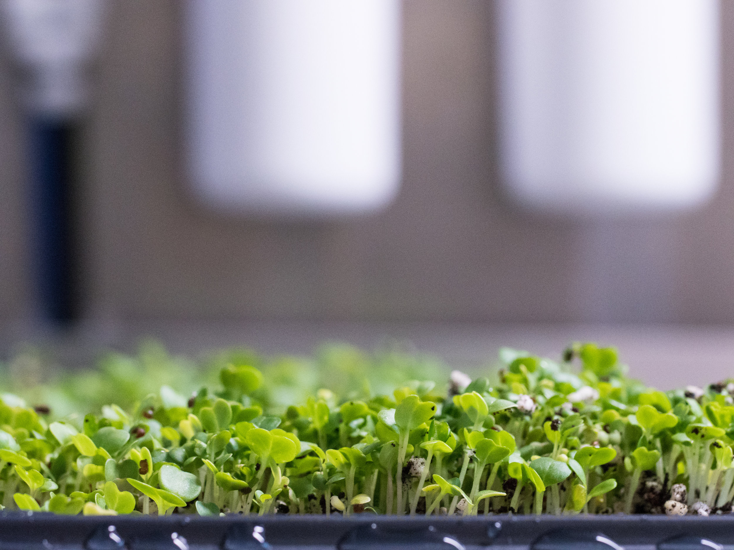 LGM_seedlings5.jpg