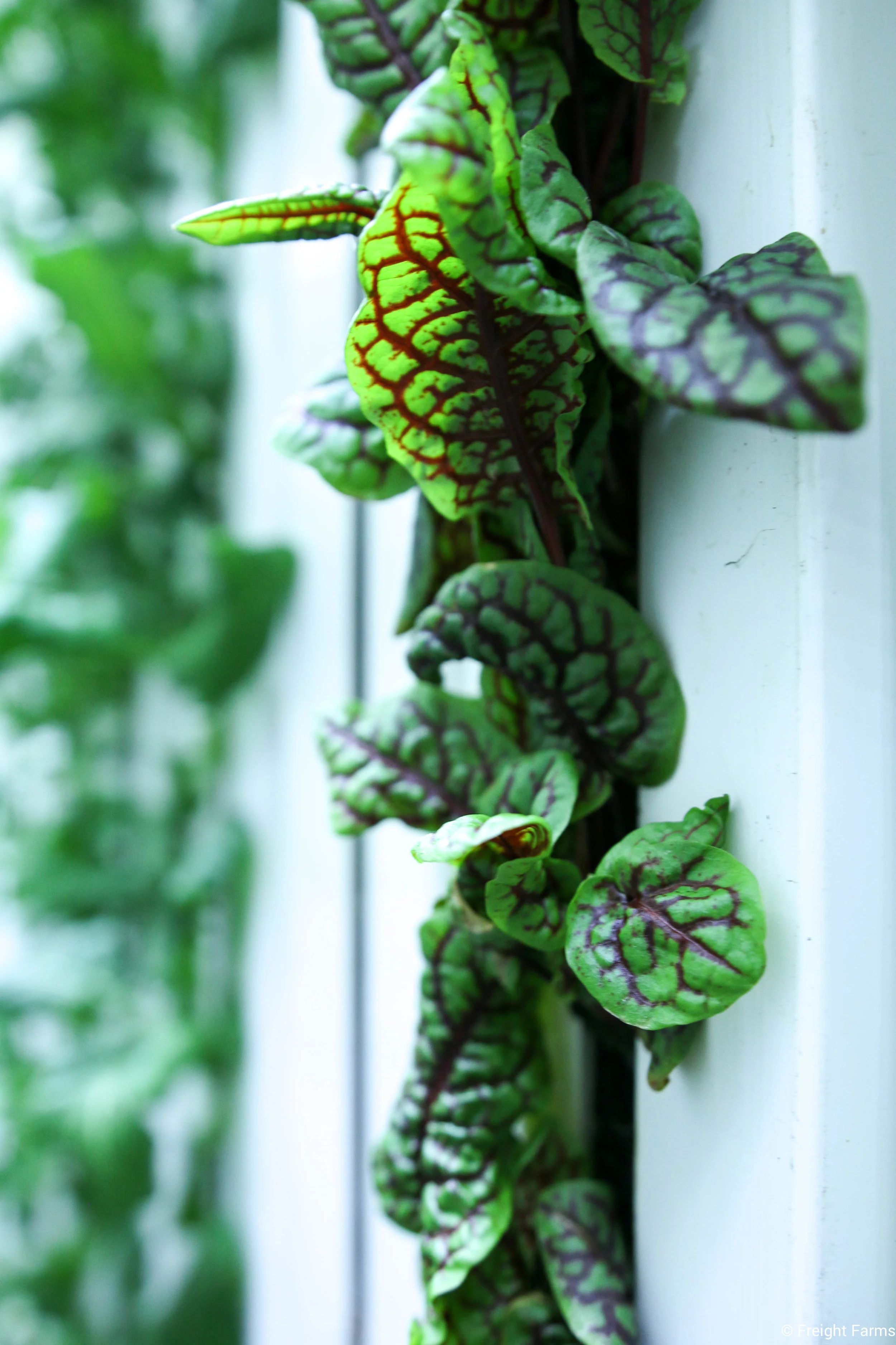 LGM_Sorrel.jpg