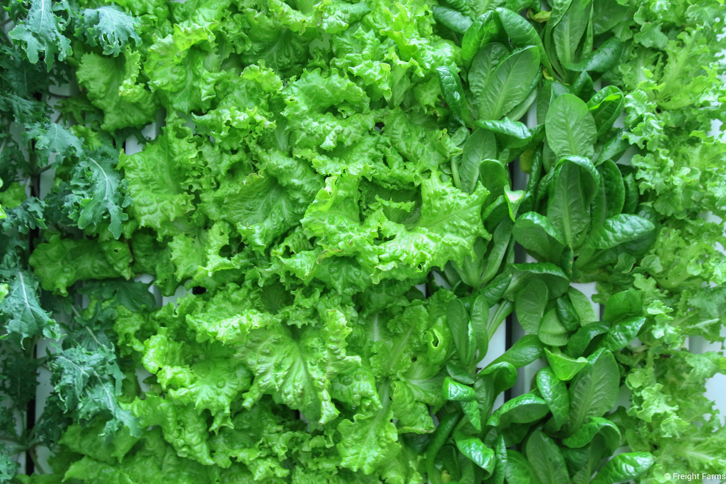 LGM_Leafy Greens.jpg