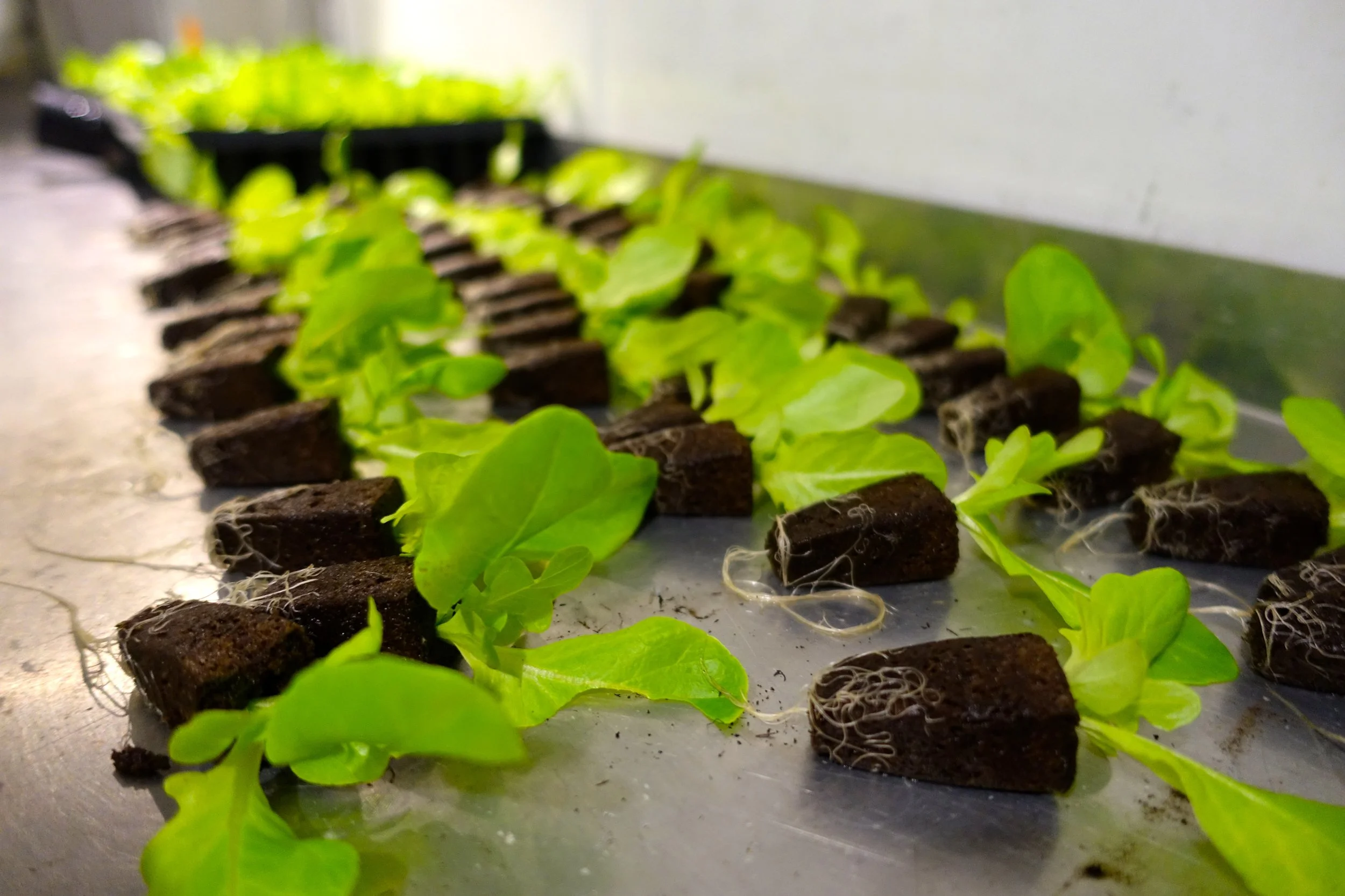 Freight Farms Seedlings.JPG