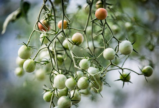 Tomatoes grow year-round inside a Daleville greenhouse. (Photo: Jordan Kartholl/The Star Press)