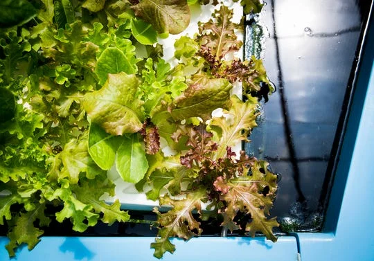 A Daleville-based aquaponic greenhouse grows a variety of vegetables year-round. (Photo: Jordan Kartholl/The Star Press)