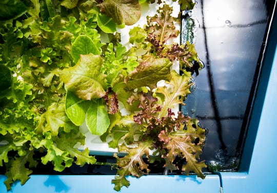 A Daleville-based aquaponic greenhouse grows a variety of vegetables year-round. (Photo: Jordan Kartholl/The Star Press)