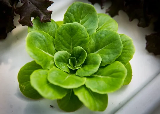 A Daleville-based aquaponic greenhouse grows a variety of vegetables year-round. (Photo: Jordan Kartholl/The Star Press)