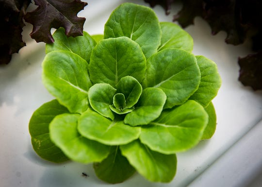 A Daleville-based aquaponic greenhouse grows a variety of vegetables year-round. (Photo: Jordan Kartholl/The Star Press)