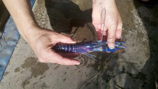 The red claw crayfish is the inspiration for the name of the FARMacy's Blue Crayz restaurant. (Photo: Kellie Barber)