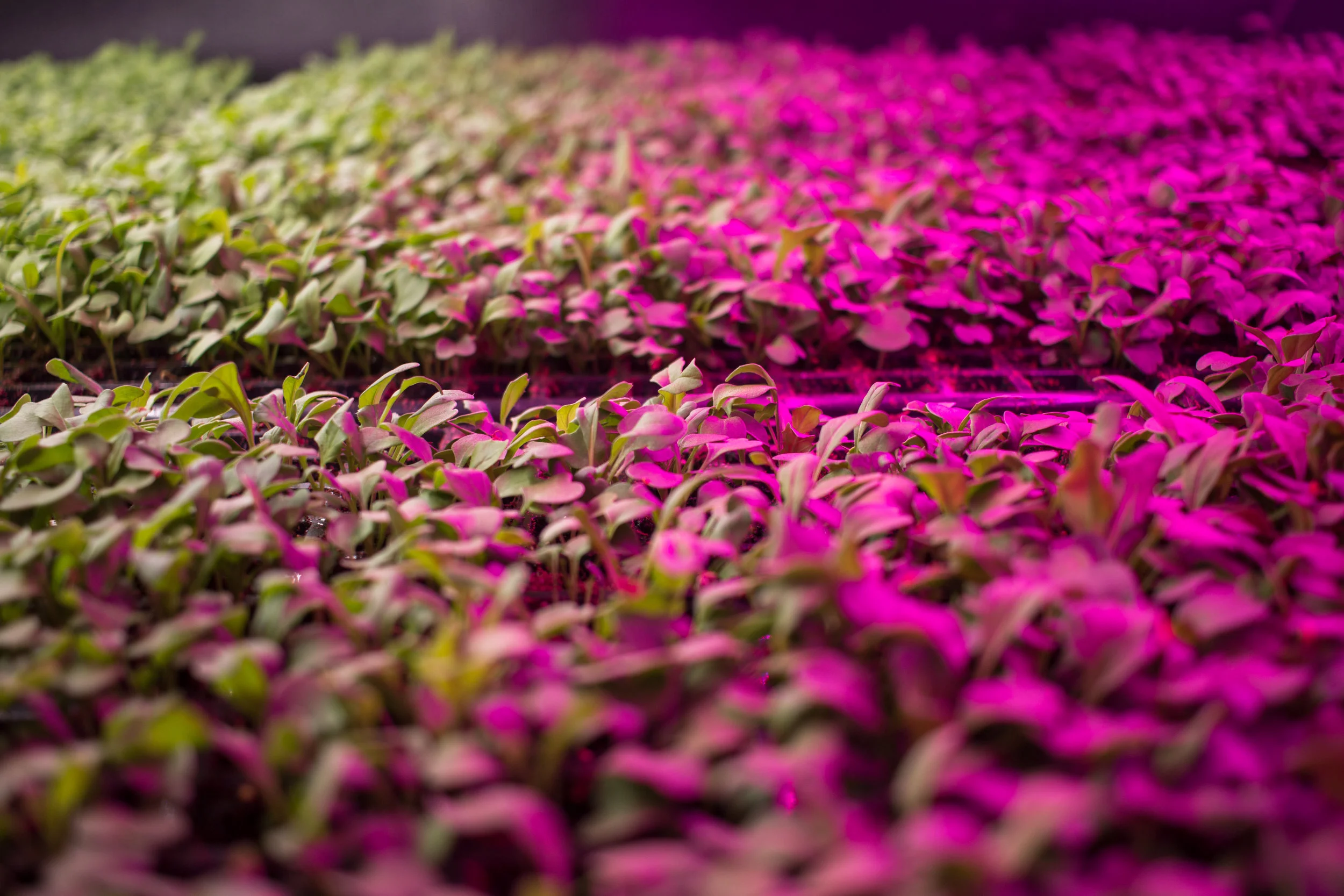 Trays in Chamber2.jpg