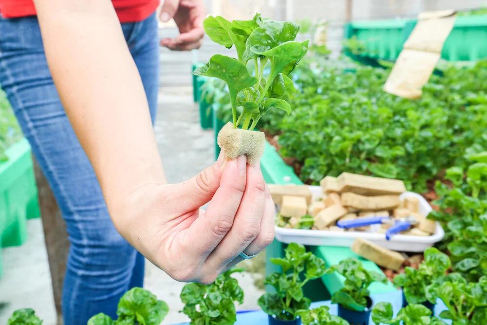 How Does Tilapia Help Produce Organic Vege This Ampang Aquaponic
