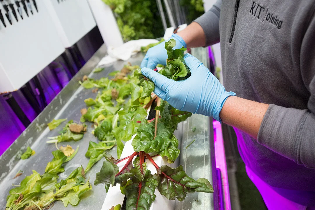A. Sue WeislerProduce from the farm is already being used in Brick City Café and by RIT Catering. In the future, the produce will be used at all dining areas on the main RIT campus.