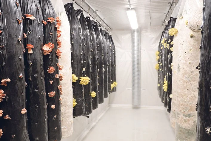 Pink, blue and gold oyster mushrooms grow on artificial logs in special climate controlled rooms. | Mary MacArthur photo