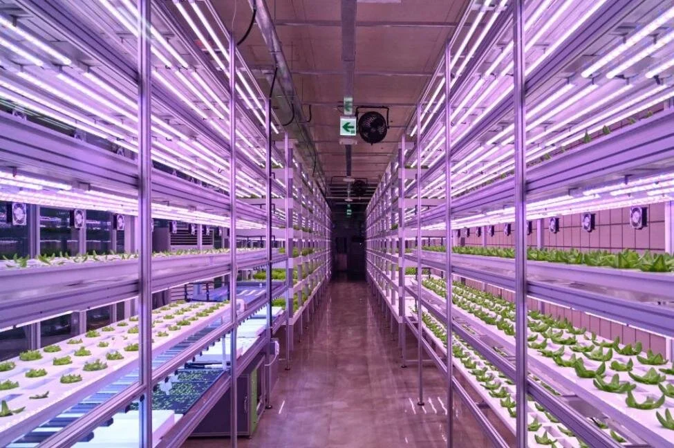 Farming-goes-underground-in-Seoul-subway-station (3).jpg