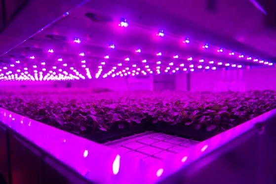 The James Hutton Institute In Invergowrie Has Submitted The First Stage of A £62 Million Masterplan To Build A New International Hub